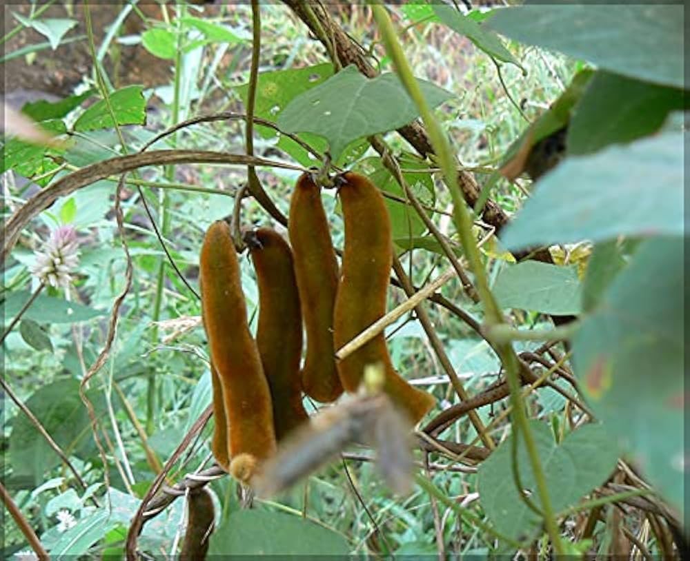 Mucuna Pruriens Vine Seeds Velvet Bean Molted Strain No Itch L Dopa – Garden Vegetable Seeds