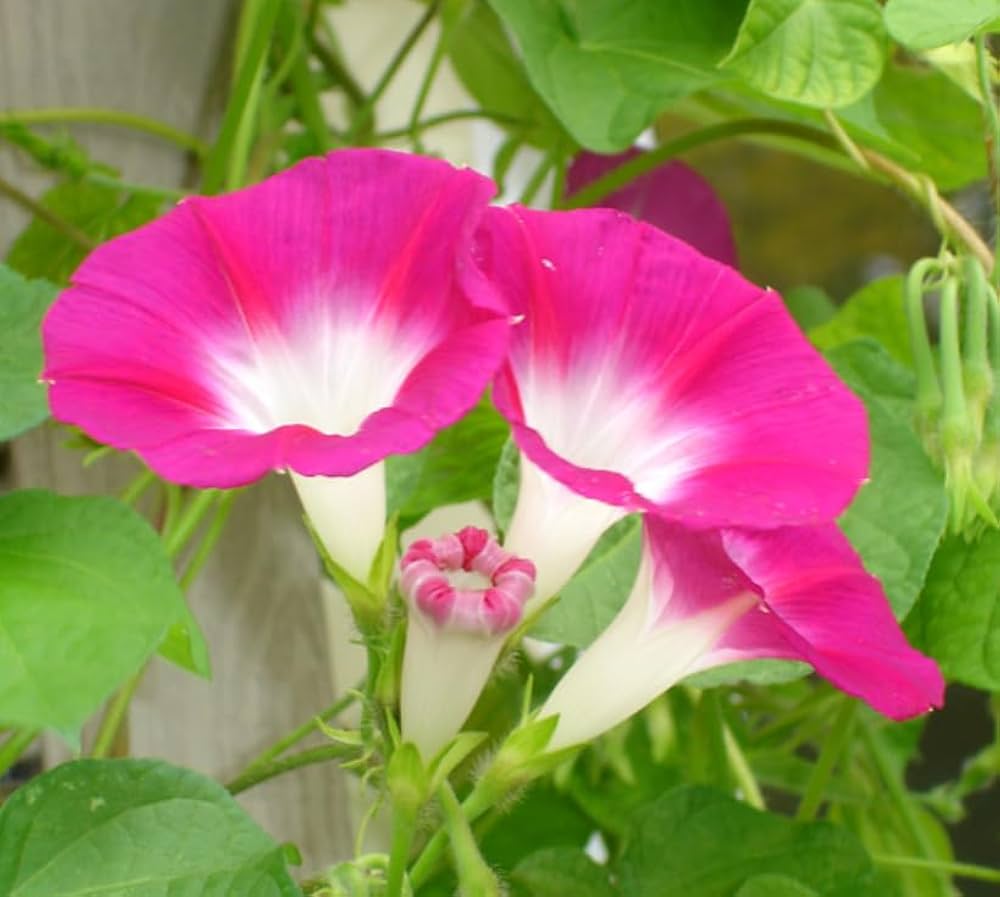 Morning Glory Ipomoea Nil – Japanese Morning Call Pink Flower Seeds