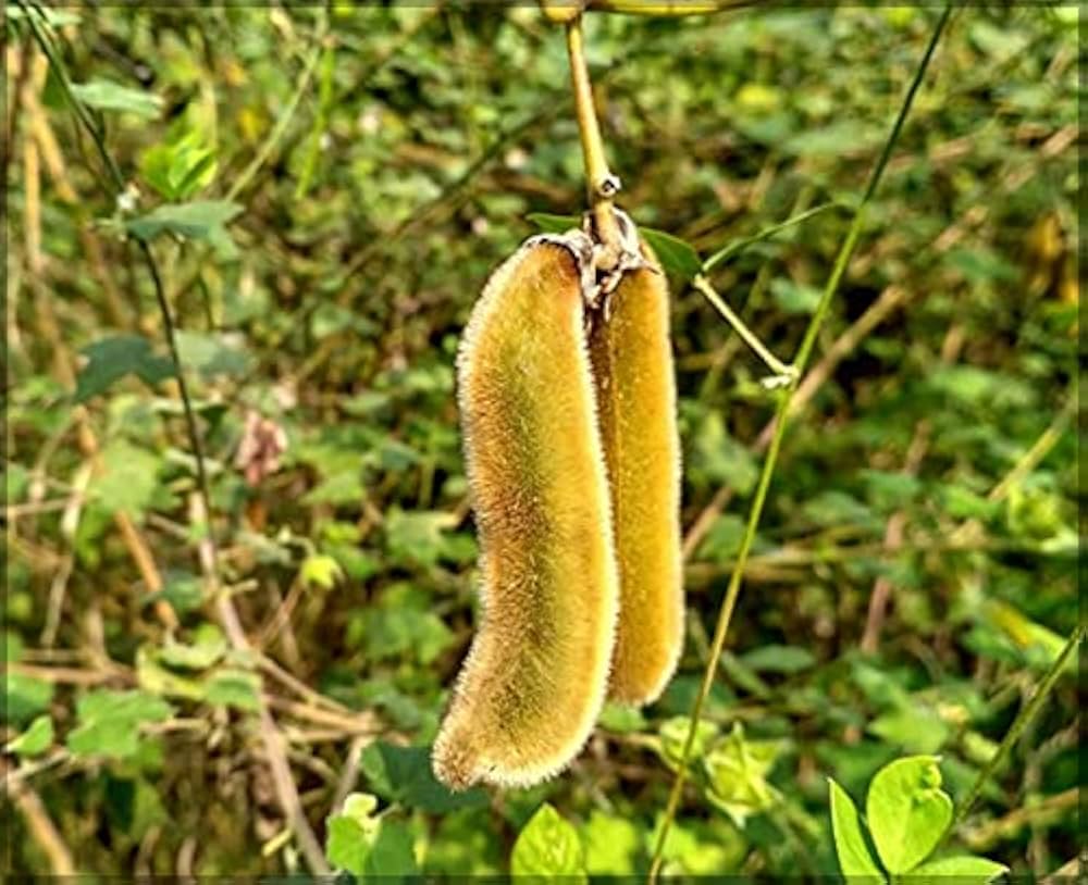 Mucuna Pruriens Vine Seeds Velvet Bean Molted Strain No Itch L Dopa – Garden Vegetable Seeds