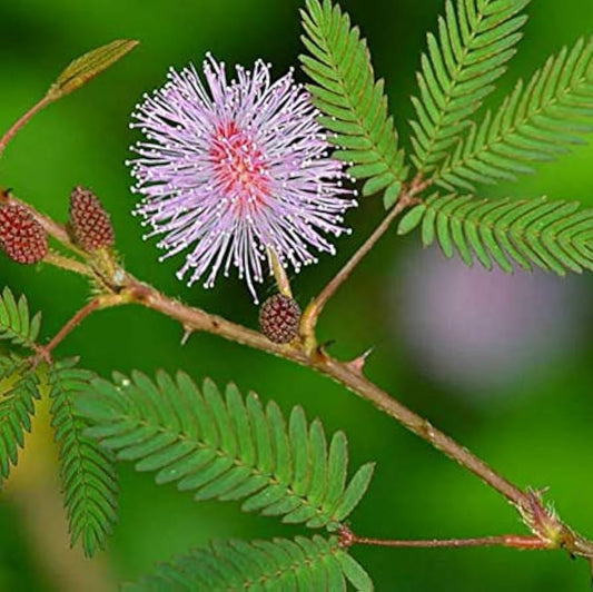 Sensitive Plant Mimosa Pudica – Hardy Wildflower Seeds