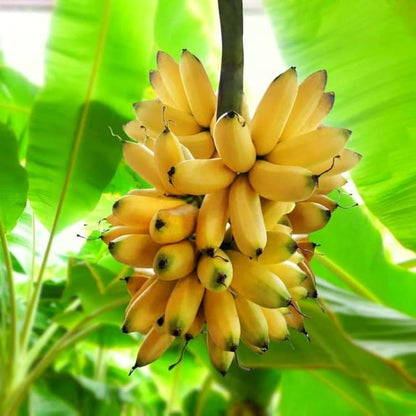 Yellow Banana Seeds for Planting – Heirloom, Non-GMO, Musa Variety, Easy to Grow