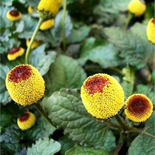 Paracress Spilanthes – Flowering Herb Garden Seeds