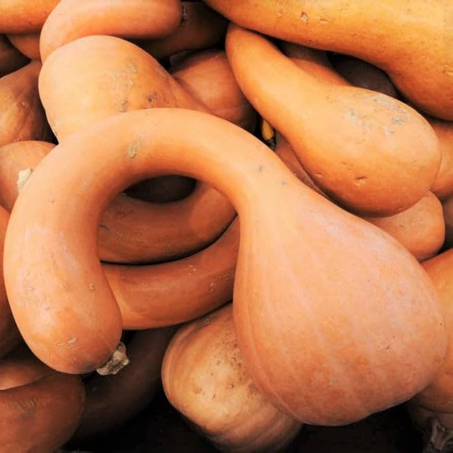 Dutch Crookneck Pumpkin – Winter Squash Vegetable Seeds