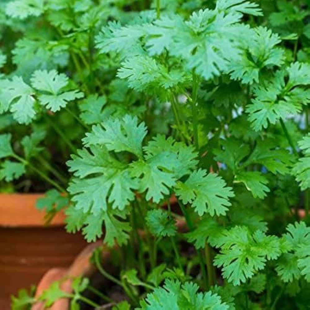 Coriander Seeds Fresh Cilantro Herb Easy-to-Grow Kitchen Garden Seeds