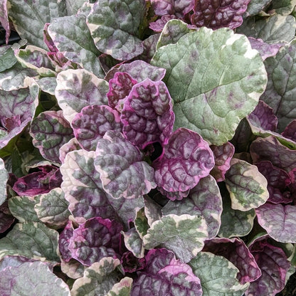 Ajuga Reptans ‘Burgundy Glow’ Ground Cover Seeds for Planting – Heirloom, Non-GMO, Variegated Foliage, Perennial, Easy to Grow