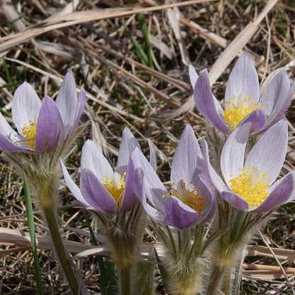 Anemone Wolfgangia Flower – Perennial Flower Seeds