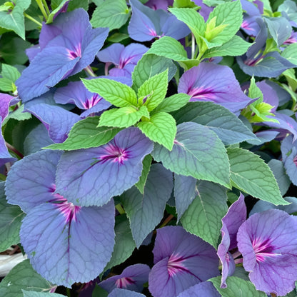 Cooler Peppermint Vinca – Garden Vegetable Seeds