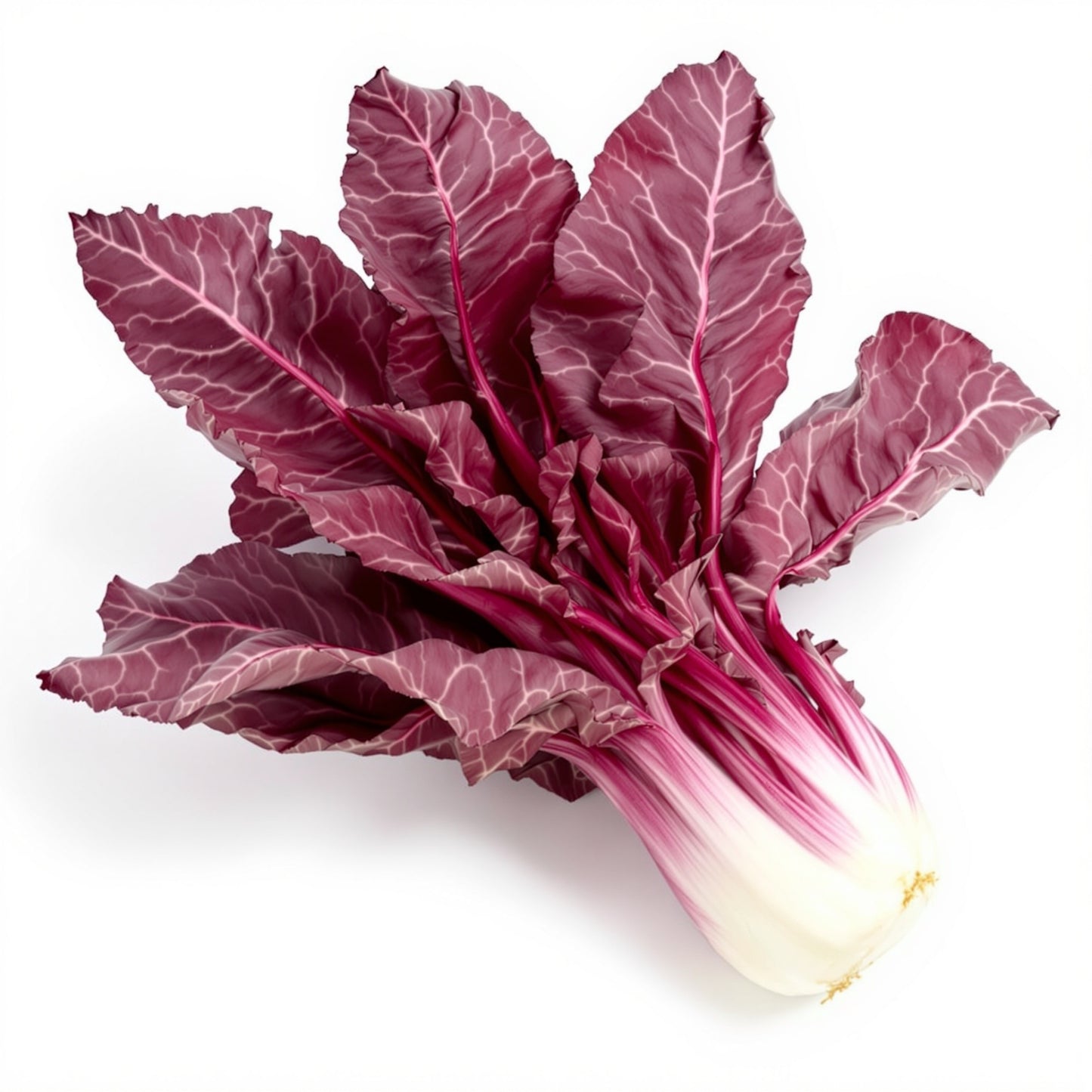 Ruby Red Swiss – Garden Vegetable Seeds