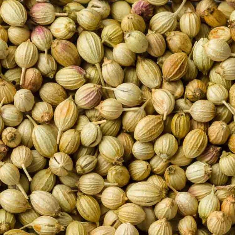 Coriander Seeds Fresh Cilantro Herb Easy-to-Grow Kitchen Garden Seeds