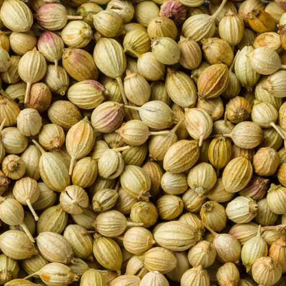 Coriander Seeds Fresh Cilantro Herb Easy-to-Grow Kitchen Garden Seeds