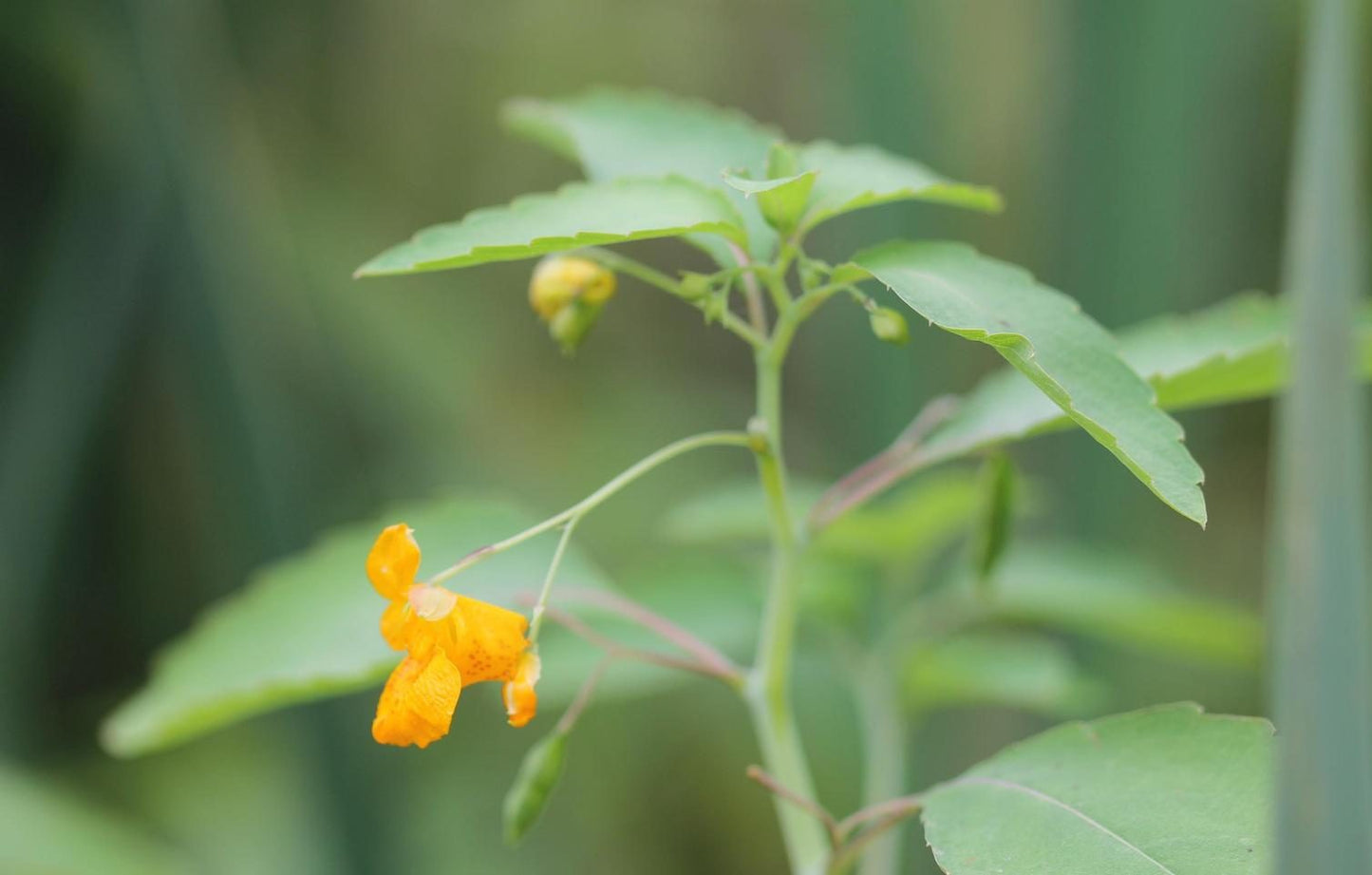 Fresh Jewelweed Impatiens Capensis Touchmenot From Organic For Lbs – Garden Flower Seeds
