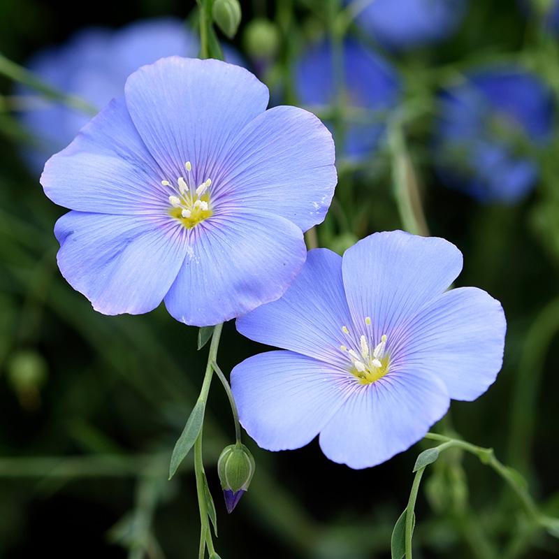 Flax Linum Usitatissimum – Blue Annual Garden Flower Seeds