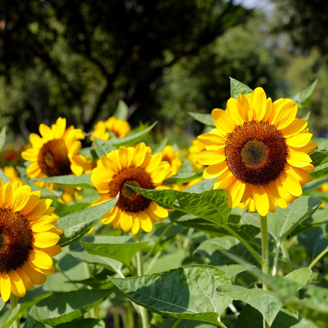 Sunflower Seeds for Planting Non-GMO Giant Bloom Garden Flowers