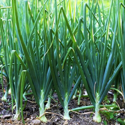 Tokyo White Bunching – Garden Vegetable Seeds