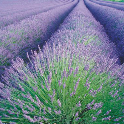 TRUE ENGLISH LAVENDER VERA Lavandula Angustifolia Herb Flower Seeds - Herb Seeds