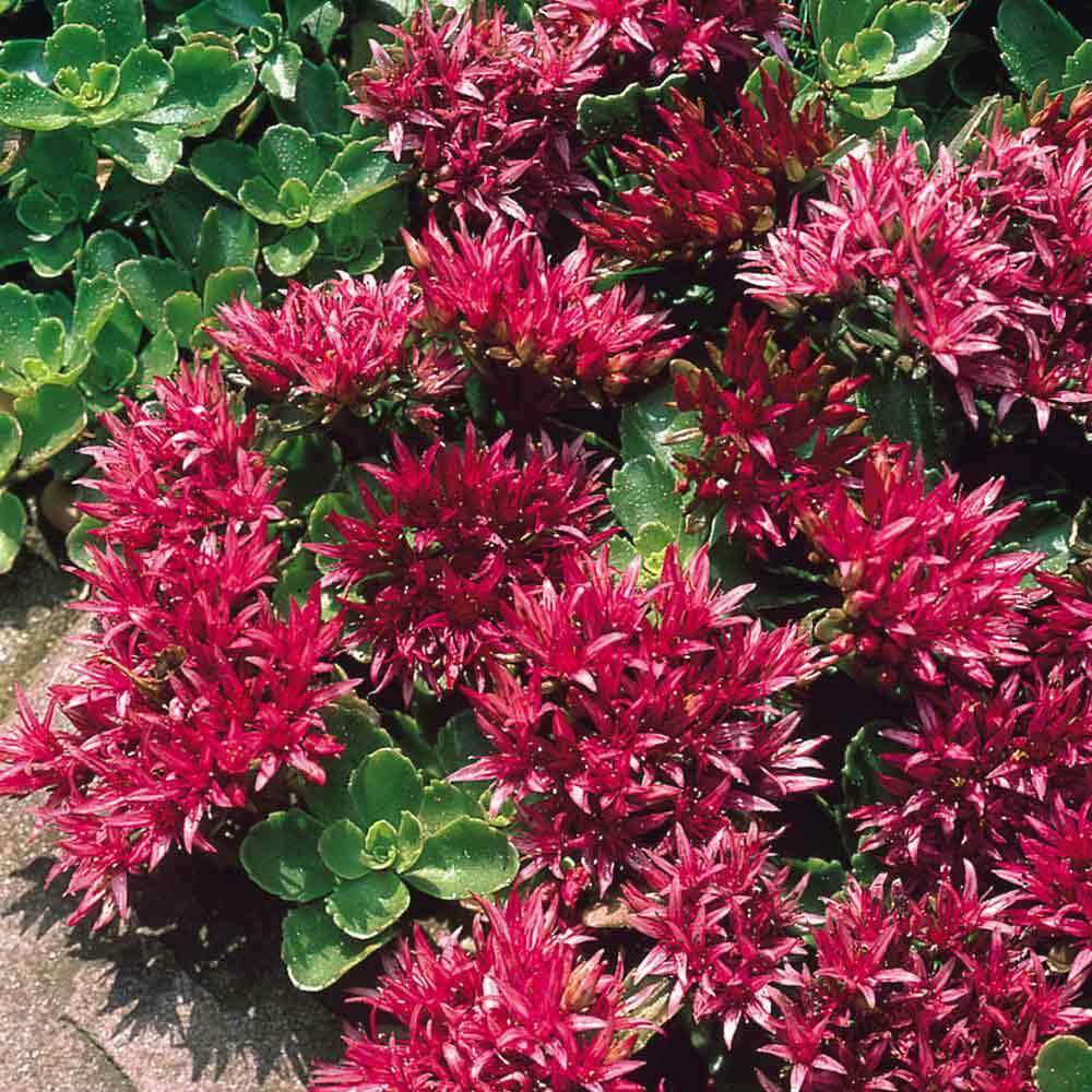 Sedum Summer Glory Sedum Spurium – Hardy Garden Flower Seeds