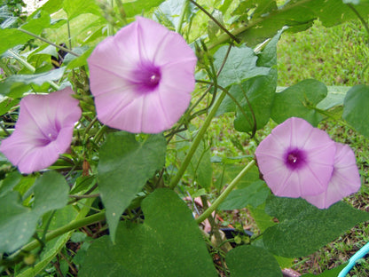Lavender Moonvine Ipomoea – Garden Herb Seeds
