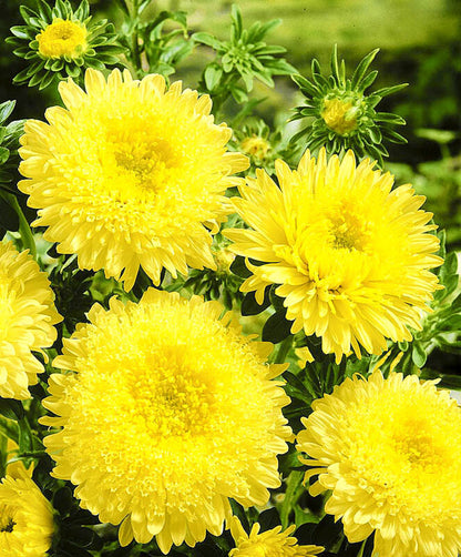 Aster Needle Unicum Yellow Callistephus Chinensis – Dwarf Garden Flower Seeds