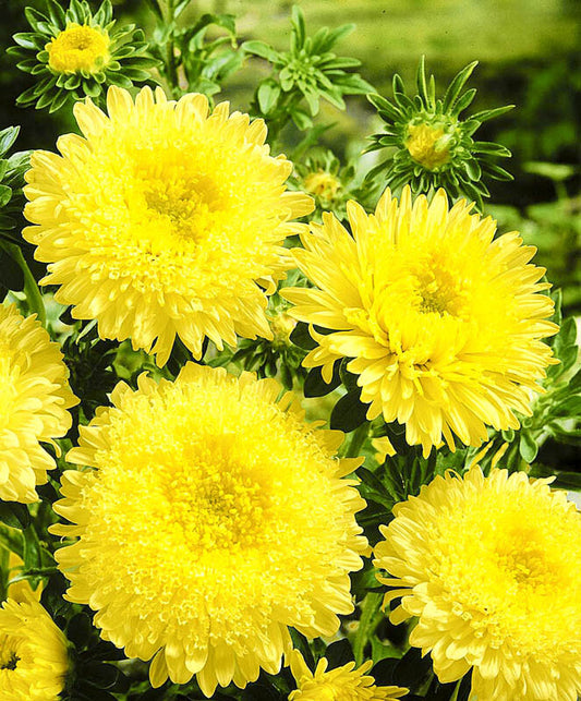 Aster Needle Unicum Yellow Callistephus Chinensis – Dwarf Garden Flower Seeds