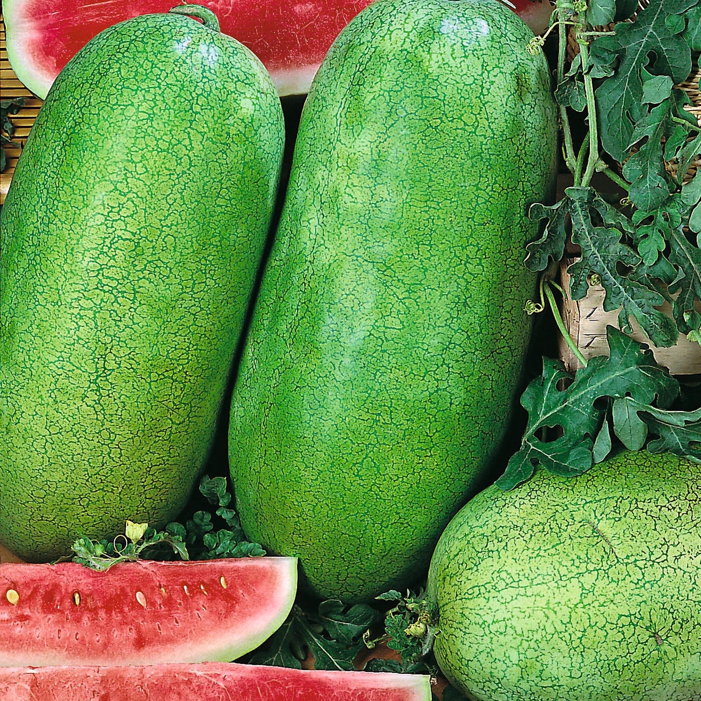 Charleston Gray Watermelon Seeds – Heirloom, Non-GMO, High-Yield, Large Oblong Variety