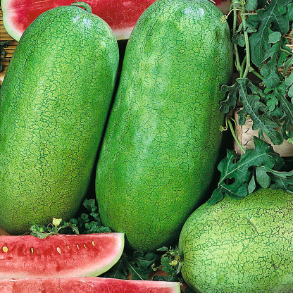 Charleston Gray Watermelon Seeds – Heirloom, Non-GMO, High-Yield, Large Oblong Variety