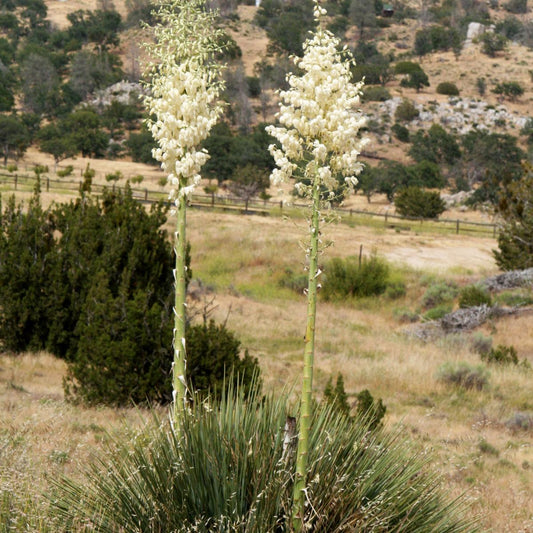 Hesperoyucca Whipplei – Chaparral Yucca Our Lord’s Candle Seeds