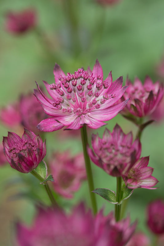 Astrantia Astrantia Major – Masterwort Purple Flower Seeds