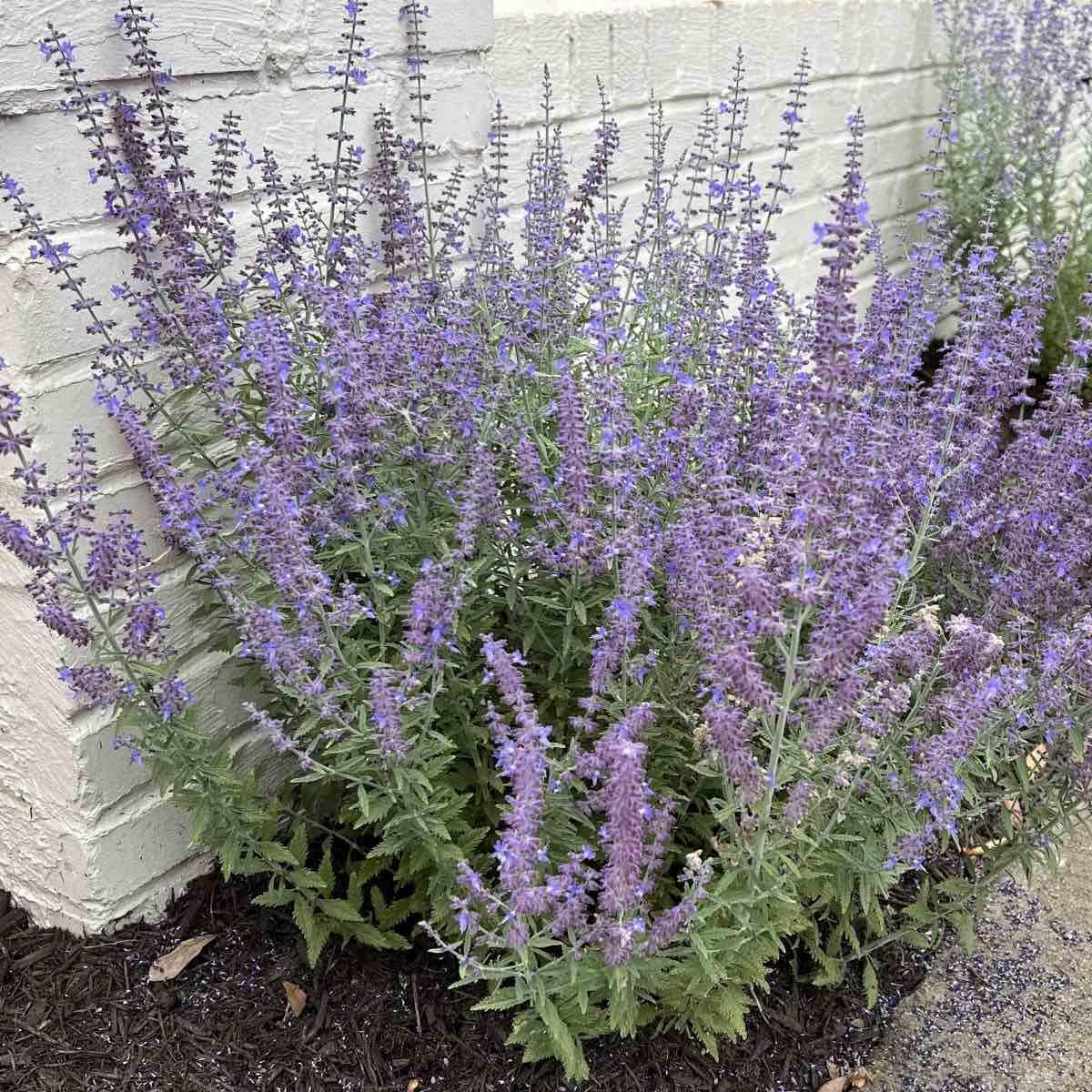 Little Spire Russian Sage Perovskia Atriplicifolia Little Spire Compact Drought-Tolerant Perennial Fragrant Blue Flowers