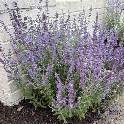Little Spire Russian Sage Perovskia Atriplicifolia Little Spire Compact Drought-Tolerant Perennial Fragrant Blue Flowers