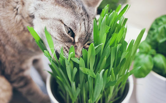 Cat Grass Growing Kit – Organic Seed in Jute Grow Bag – Pet Grass Seeds