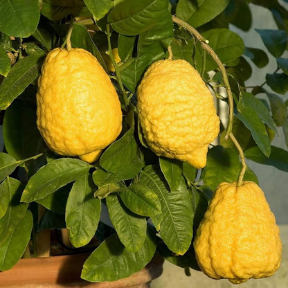 Citron Citrus Medica – Fragrant Evergreen Fruit Tree Seeds