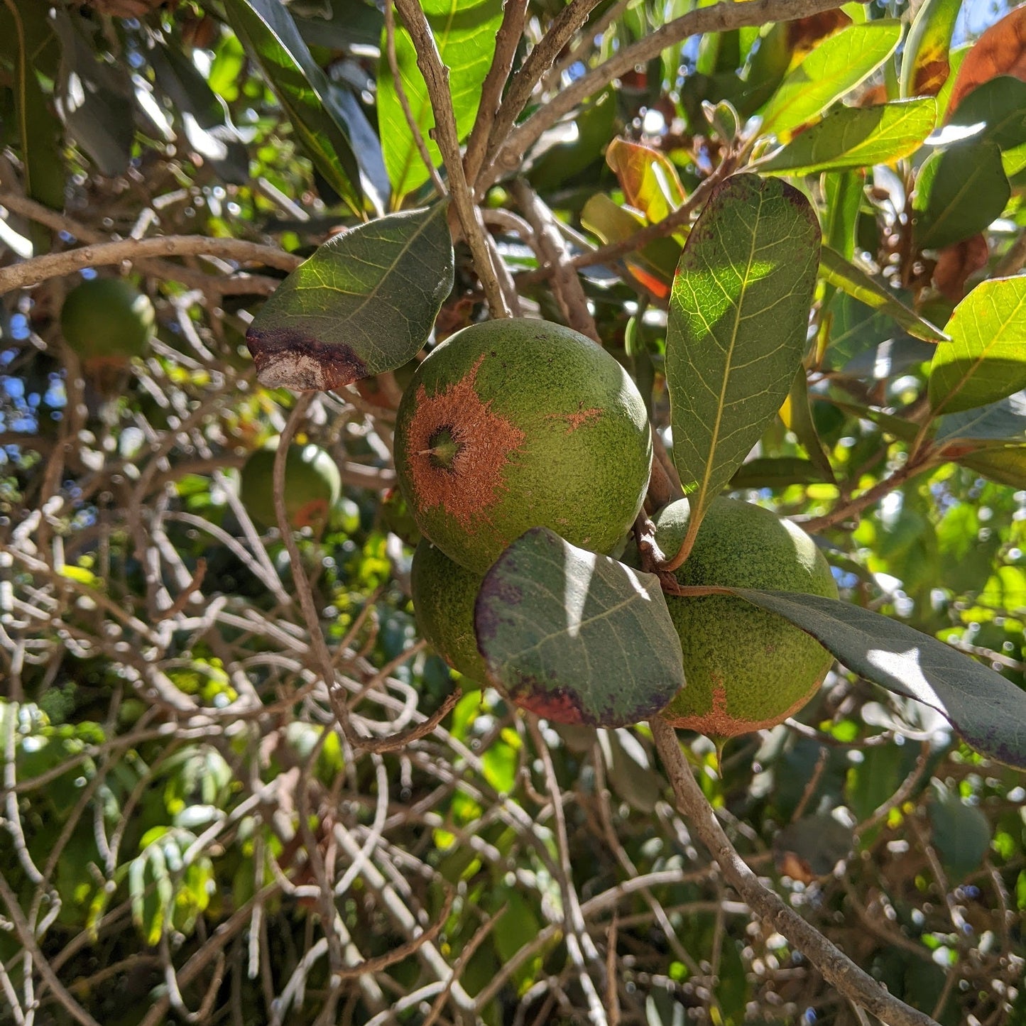 Lucuma Tree Seeds – Exotic Tropical Fruit Tree for Home Gardening