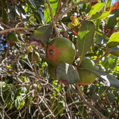 Lucuma Tree Seeds – Exotic Tropical Fruit Tree for Home Gardening