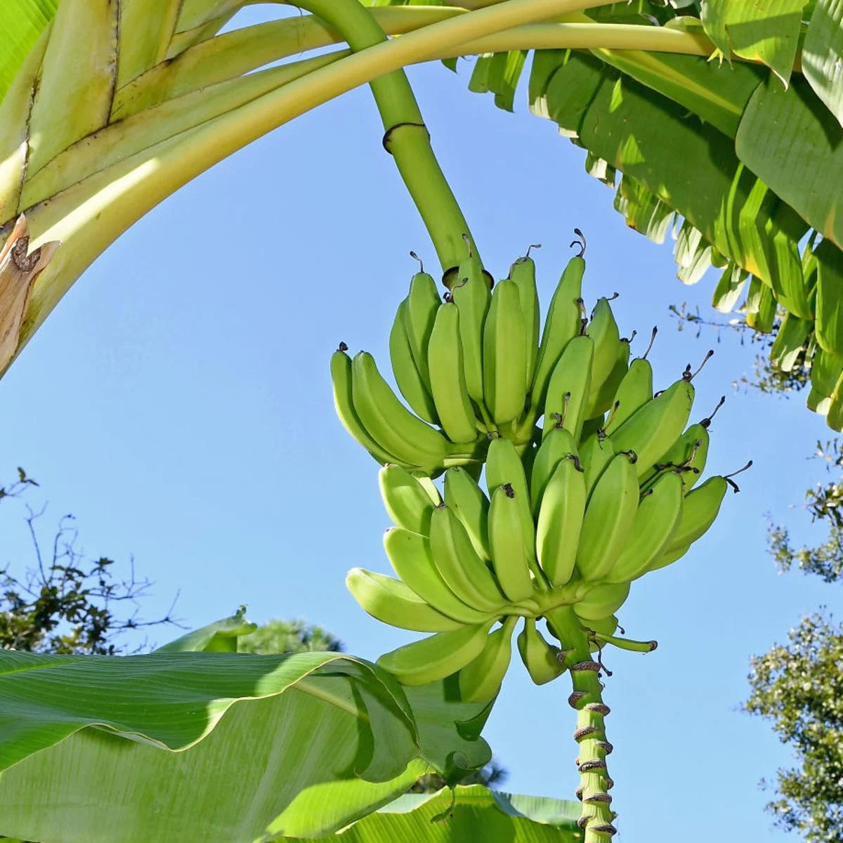 Green Banana Seeds for Planting – Heirloom, Non-GMO, Musa Variety, Easy to Grow