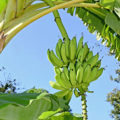Green Banana Seeds for Planting – Heirloom, Non-GMO, Musa Variety, Easy to Grow