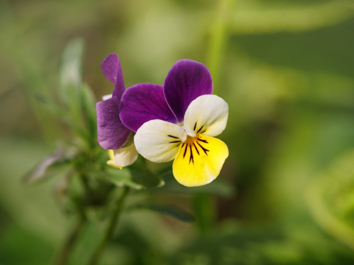 Pansy Swiss Flower seeds for Planting Hardy Variety Heirloom & GMO Free Seeds for Home Garden