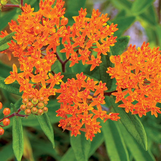 Butterfly Weed Asclepias – Pollinator Friendly Wildflower Seeds