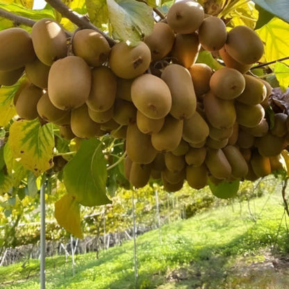 New Chinese Climbing – Climbing, Garden Fruit Seeds