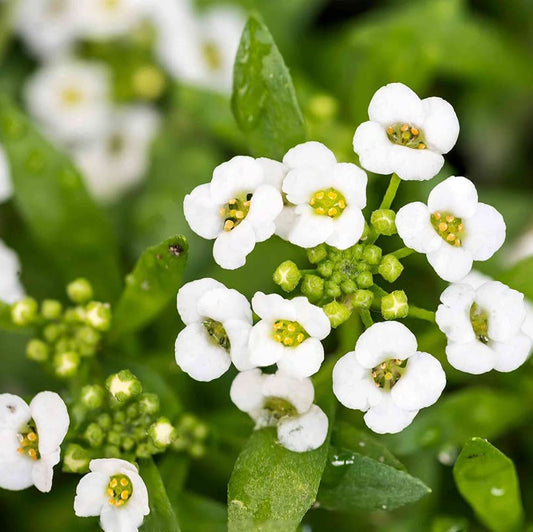 White Alyssum Perennial – Perennial Flower Seeds