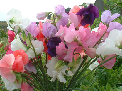 Mammoth Mixed Sweet Pea – Colorful Wildflower Garden Seeds
