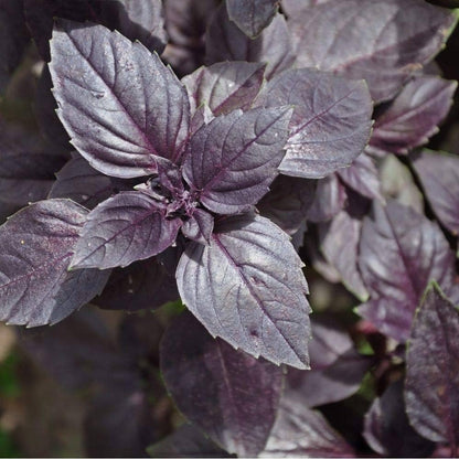 Dark Opal Basil – Garden Herb Seeds
