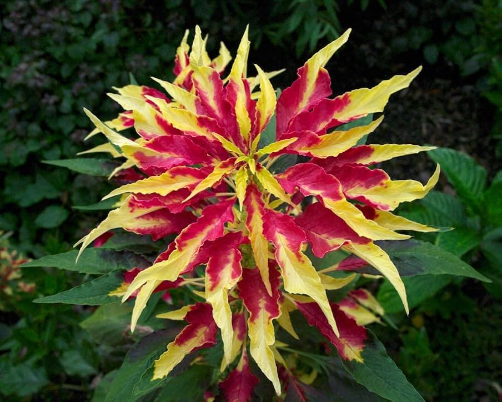 Amaranthus Amaranthus Tricolor – Perfecta Garden Flower Seeds
