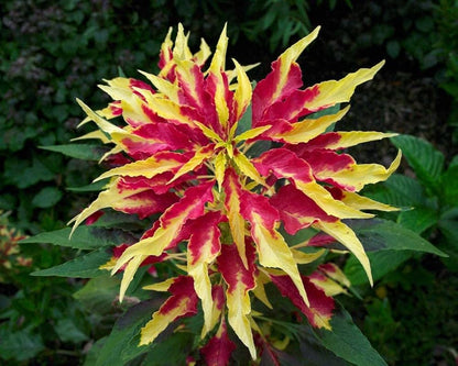 Amaranthus Amaranthus Tricolor – Perfecta Garden Flower Seeds