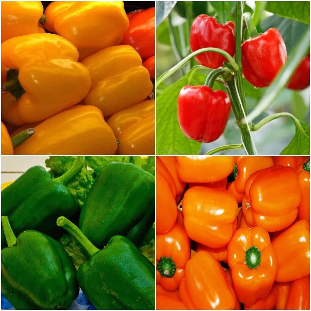 Orange And Red – Mixed Vegetable Seeds