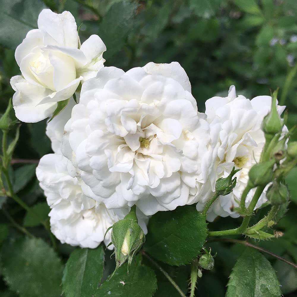 Rosa Alba Maxima Seeds – White Heirloom Rose for Garden Planting
