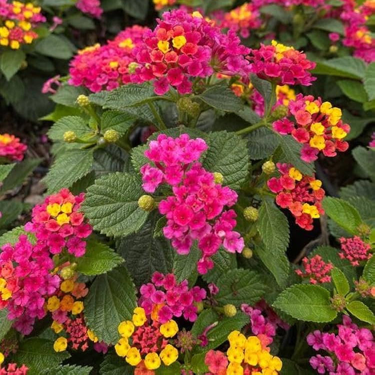 Mixed Lantana Seeds Vibrant Multi-Color Blooms Hardy Perennial for Butterfly Gardens