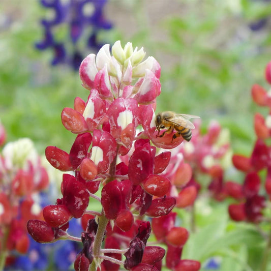 Texas Bluebonnet Lupinus Texensis – Maroon Red Flower Seeds