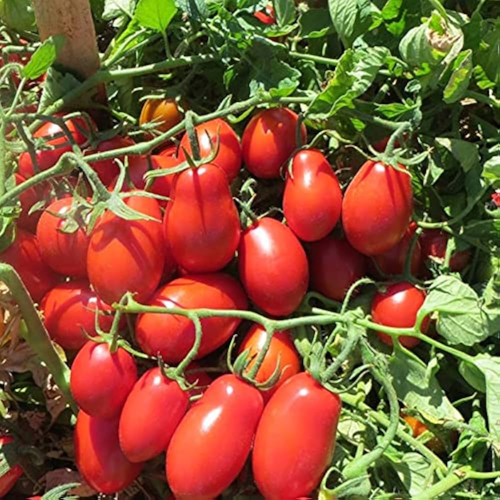 Roma Tomato – Heirloom Vegetable Seeds