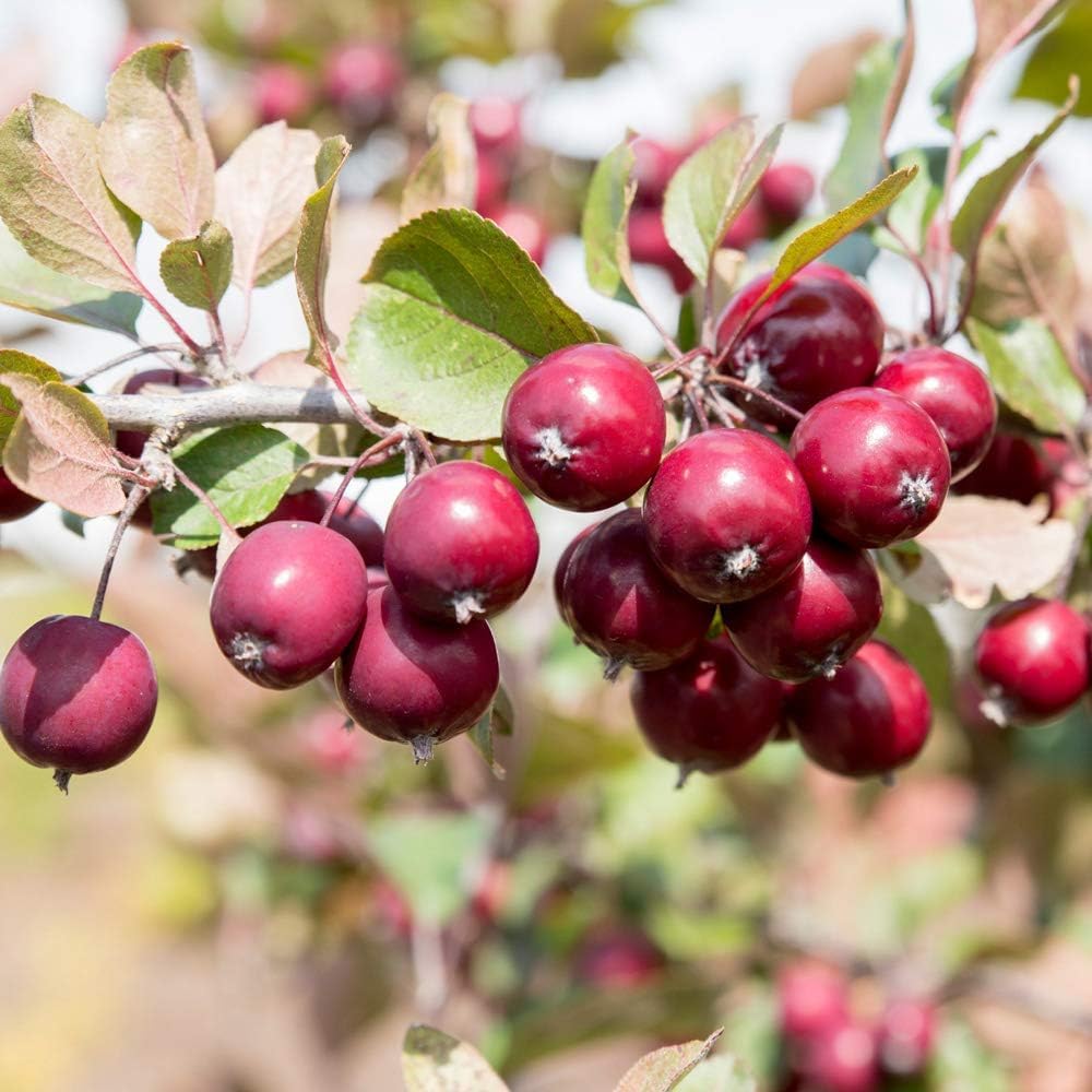 Red Jade Crab Apple Malus Scheideckeri – Hardy Fruit Tree Seeds