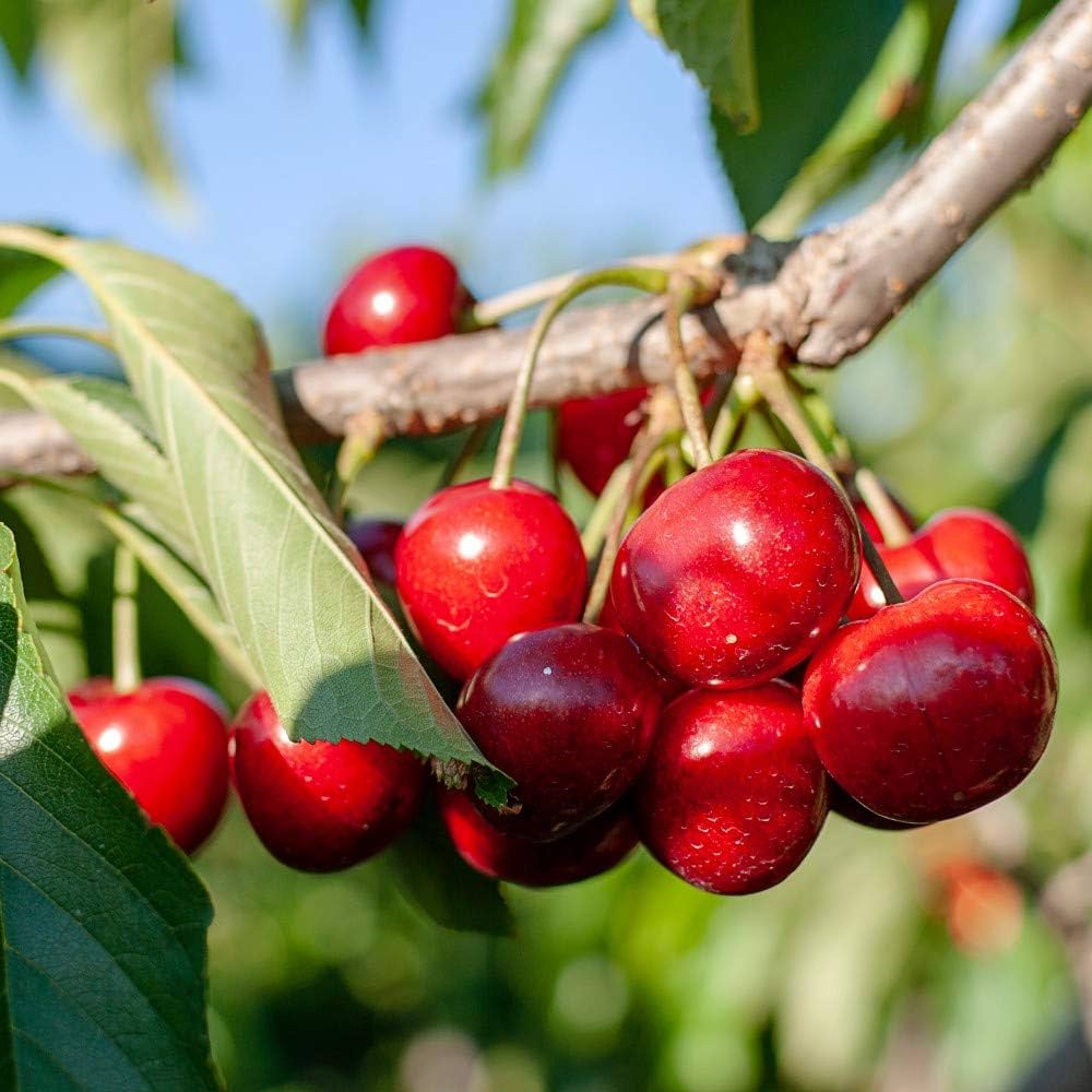 Sweet Cherry (Prunus avium) Seeds for Planting – Heirloom, Non-GMO, Red Fruit Variety, Easy to Grow, Perennial